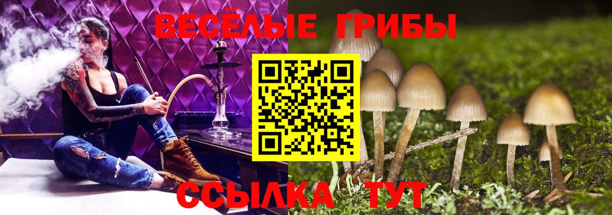 Чайковский  Галлюциногенные грибы Cubensis  Вход с VPN 